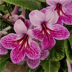 Streptocarpus 'Rosina'